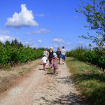 Chemin des vignes